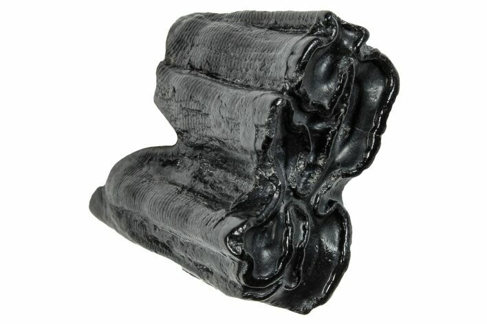 Pleistocene Aged Fossil Horse Tooth - South Carolina #260012